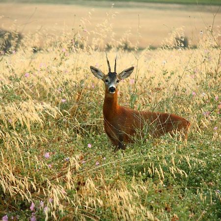 Agriturismo Podere Del Vescovo Montenero d'Orcia エクステリア 写真